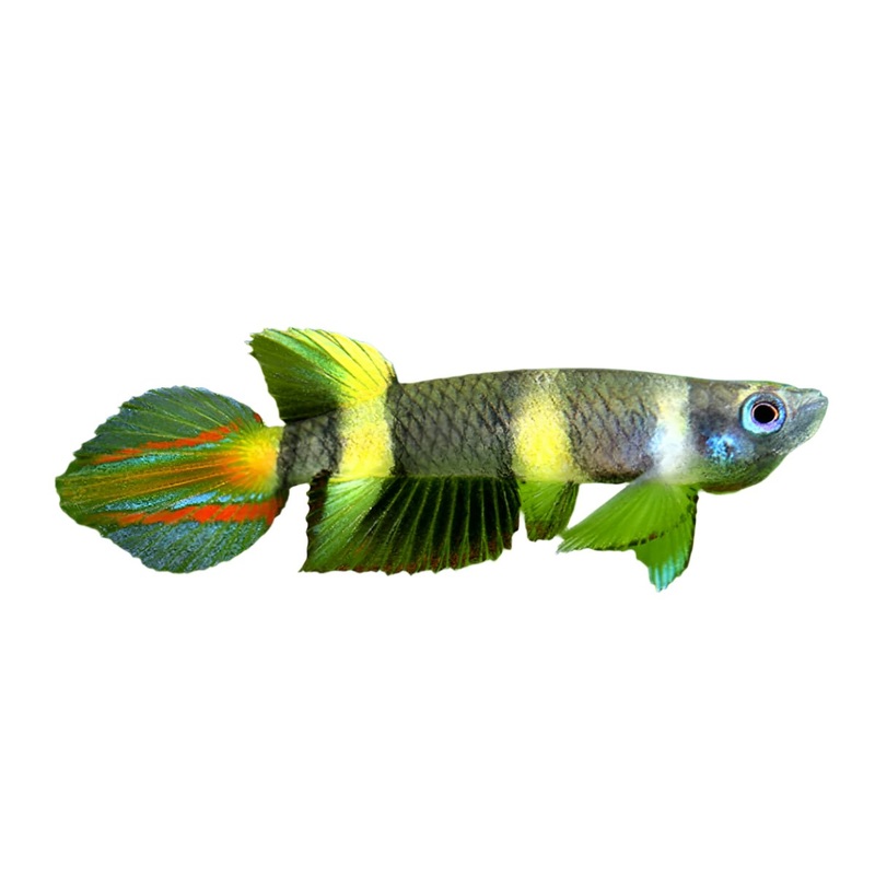 Clown Killifish