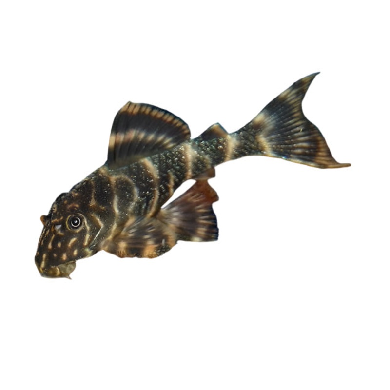 Clown Pleco