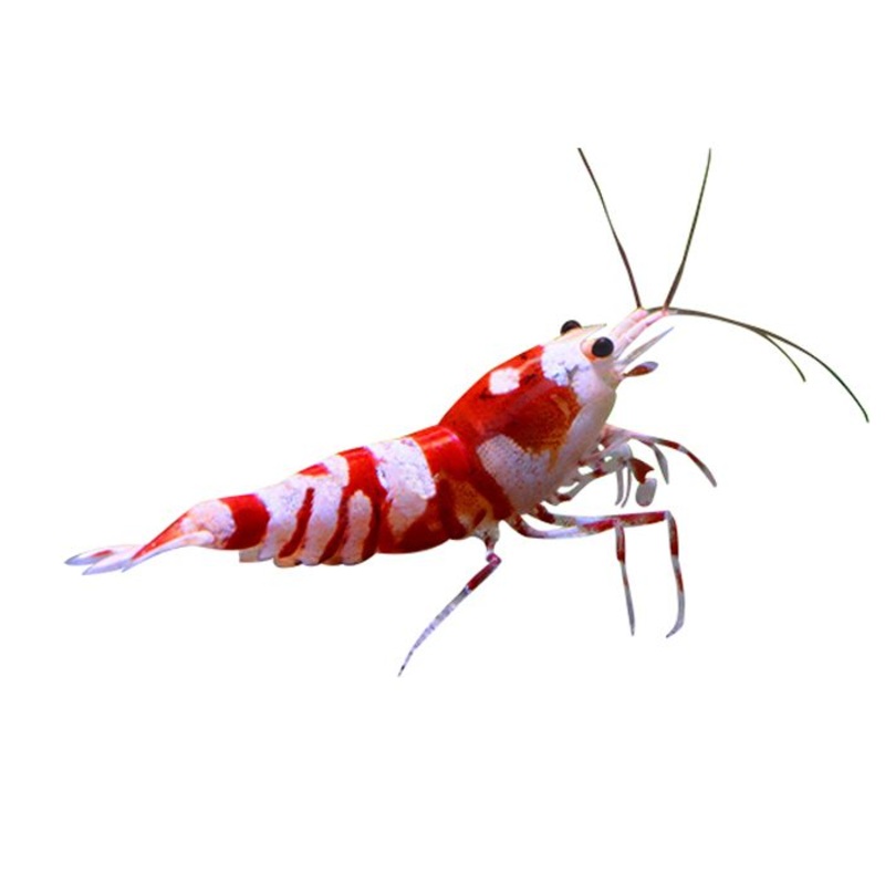 Crystal Shrimp