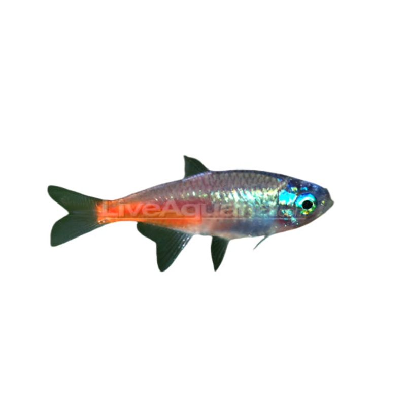 Diamond Head Neon Tetra