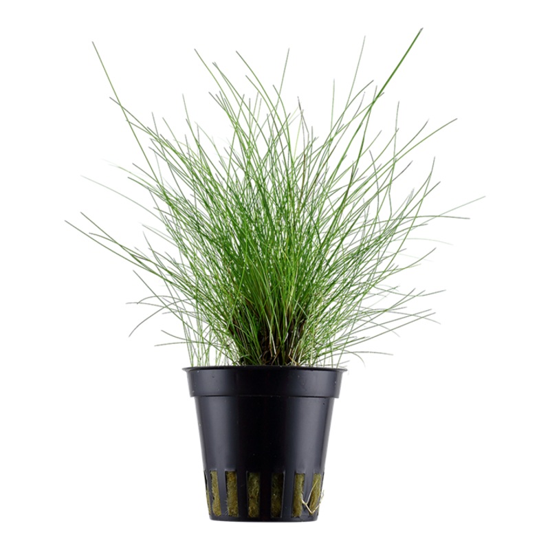 Dwarf Hairgrass (Eleocharis parvula)
