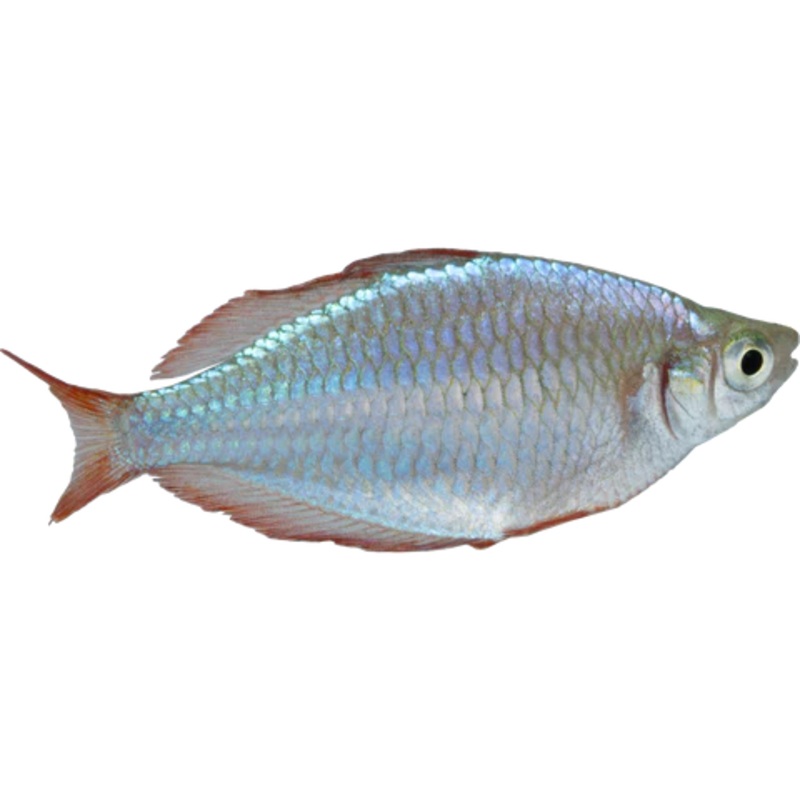 Dwarf Neon Rainbowfish
