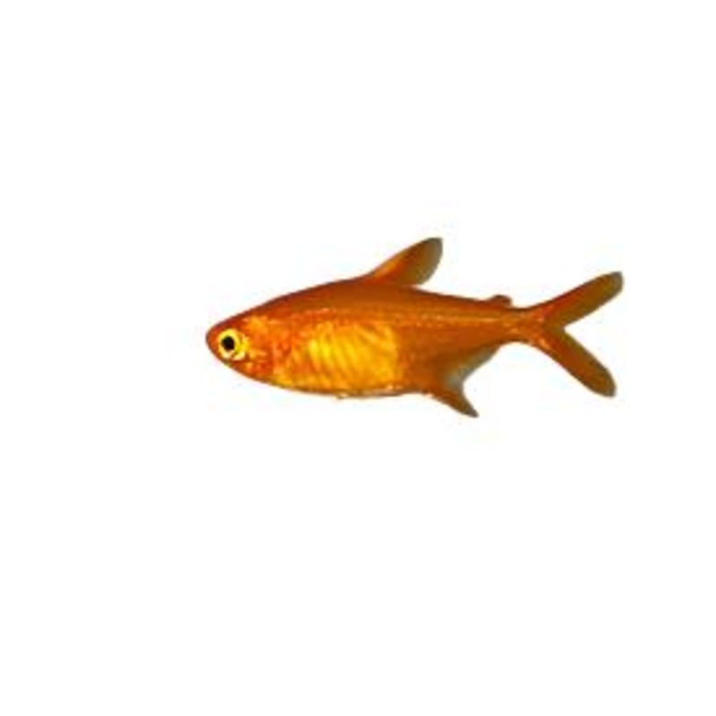 Ember Tetra