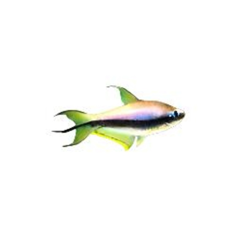Emperor tetra