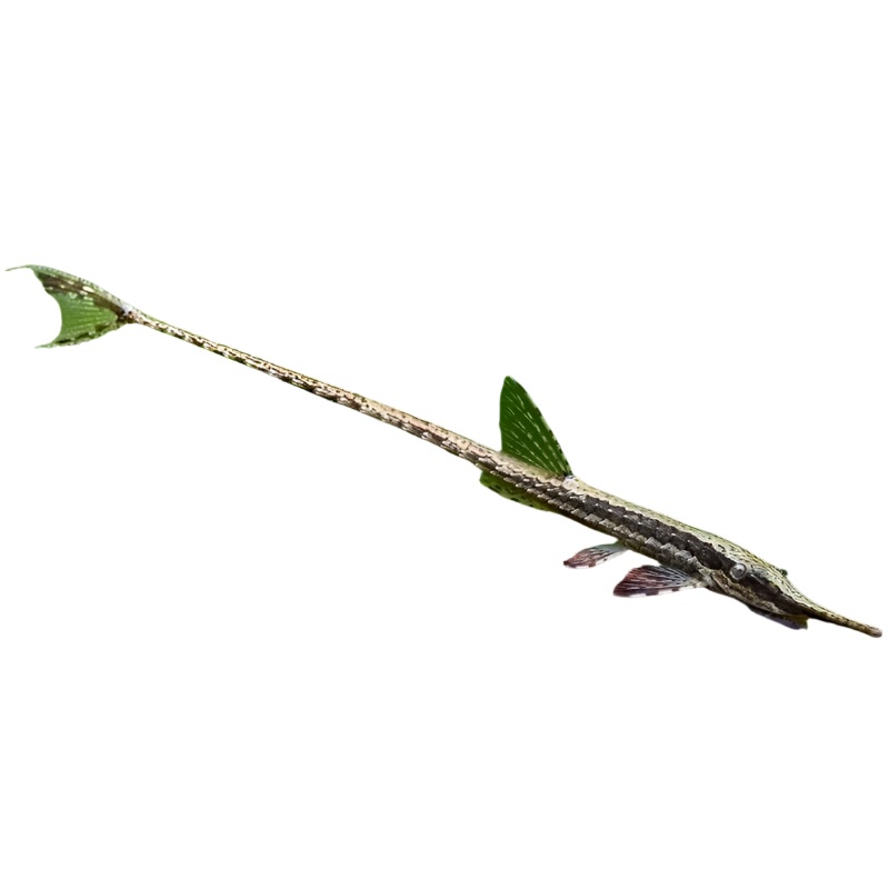 Farlowella acus catfish