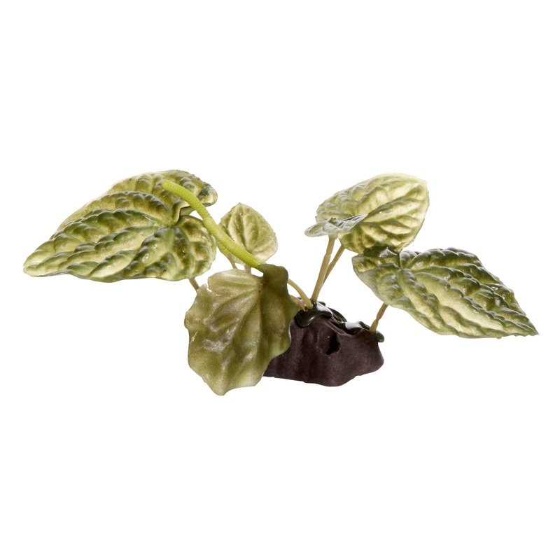 Fluval Plants - Lotus - 4"