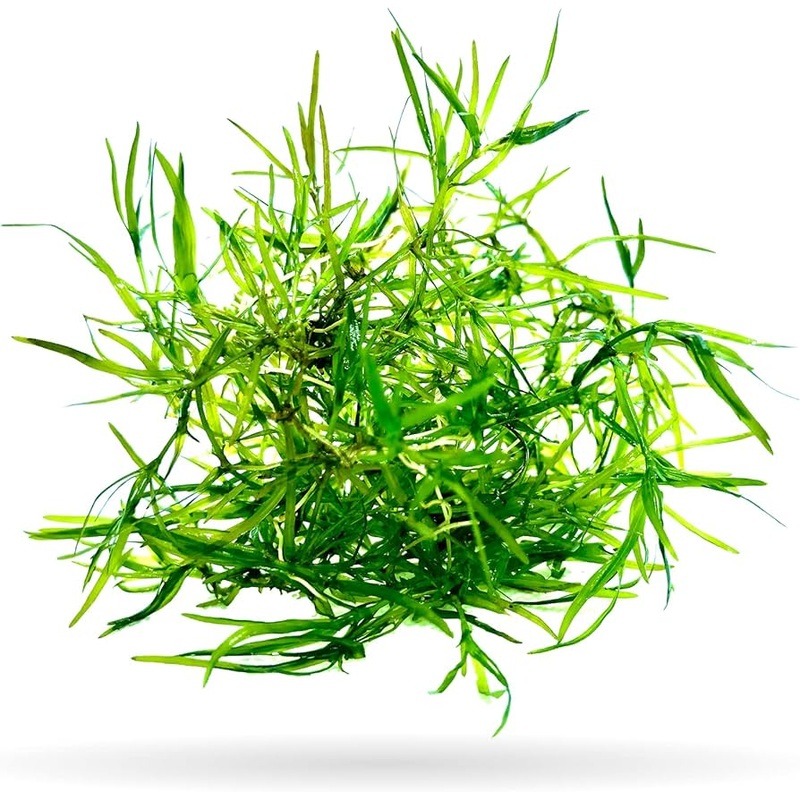 Guppy Grass