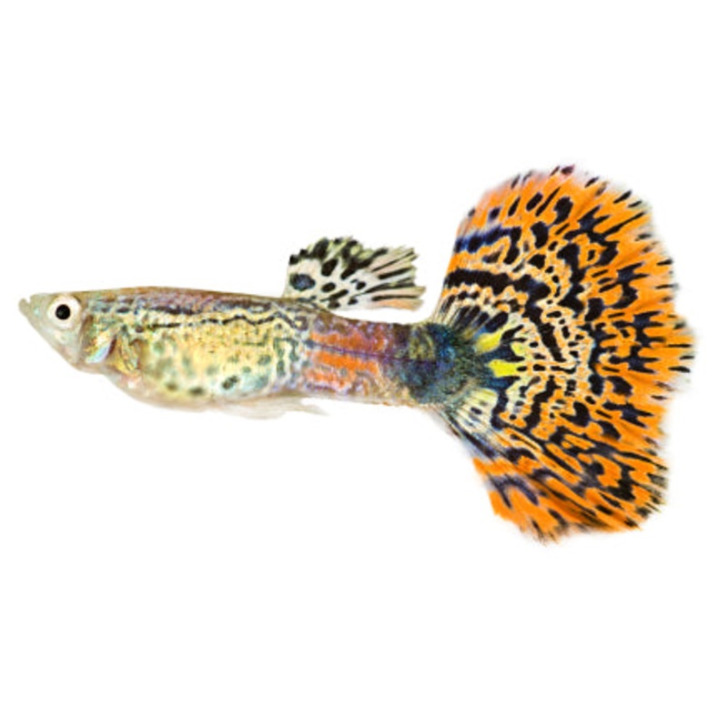 Guppy - Male