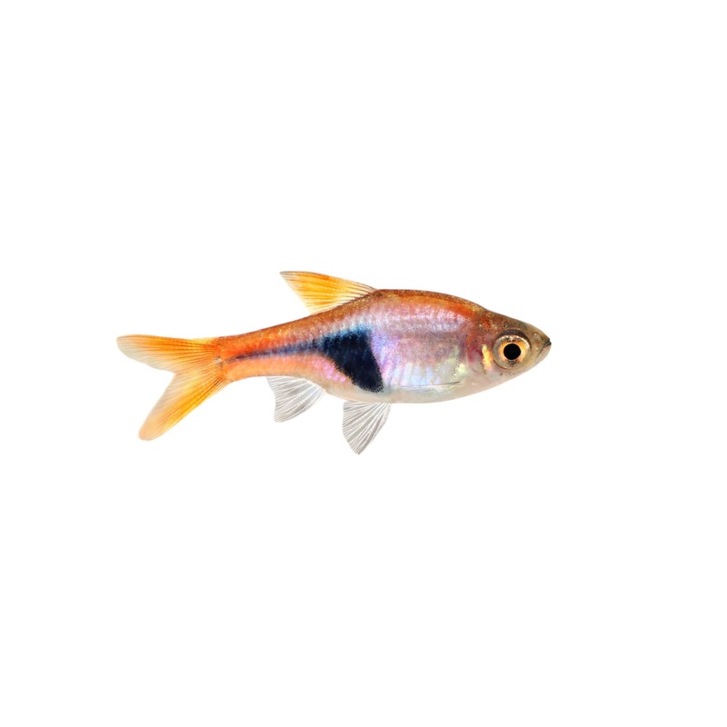 Harlequin Rasbora