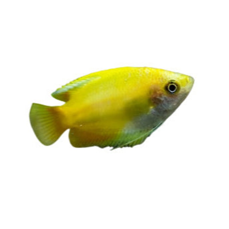 Honey Dwarf Gourami