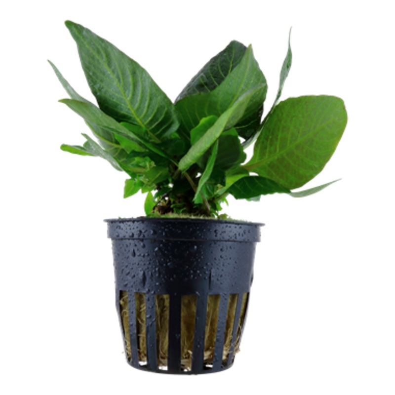 Hygrophila corymbosa 'Compact'