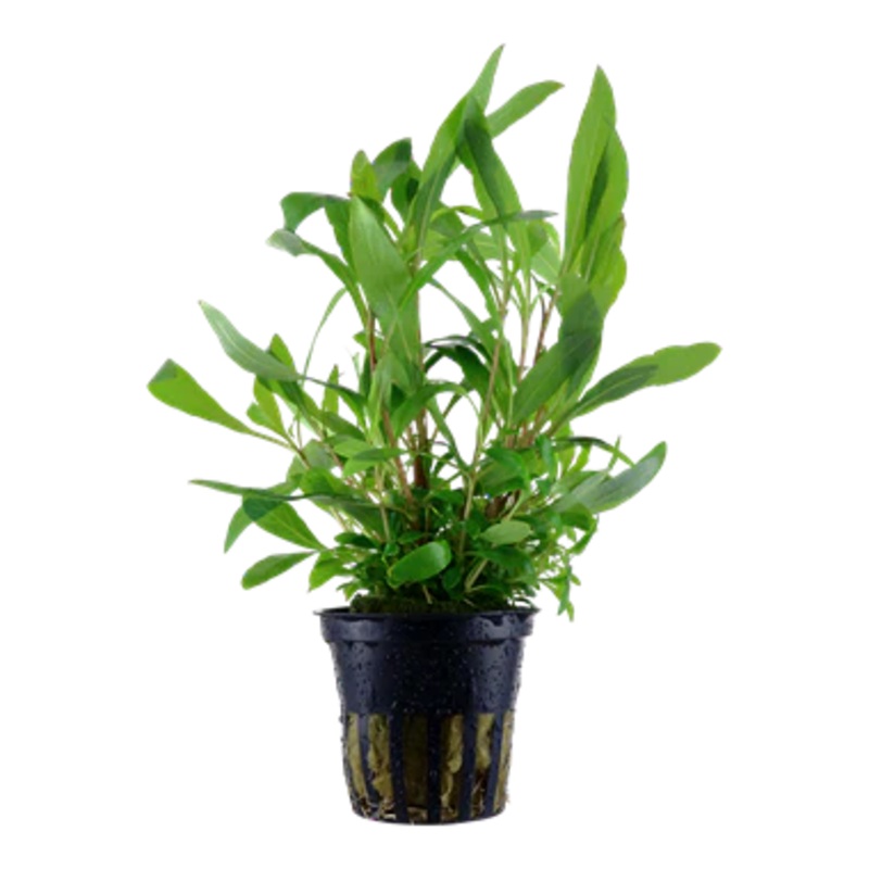 Hygrophila corymbosa 'Siamensis 53B'