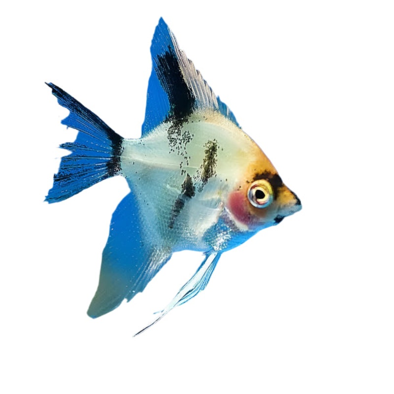 Koi Angelfish - Small