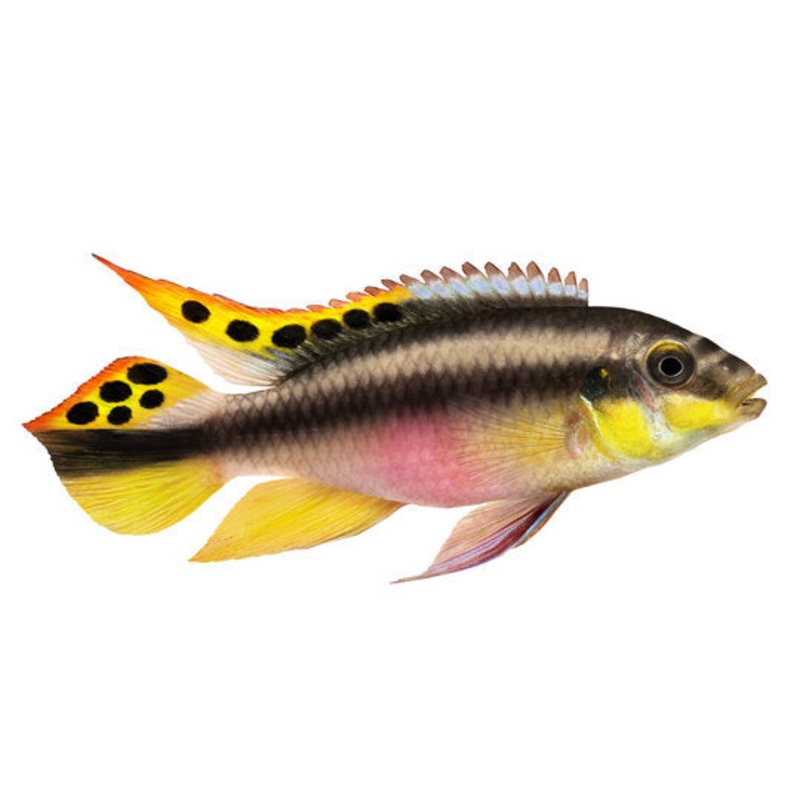Kribensis Cichlid