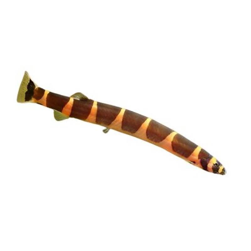 Kuhli Loach