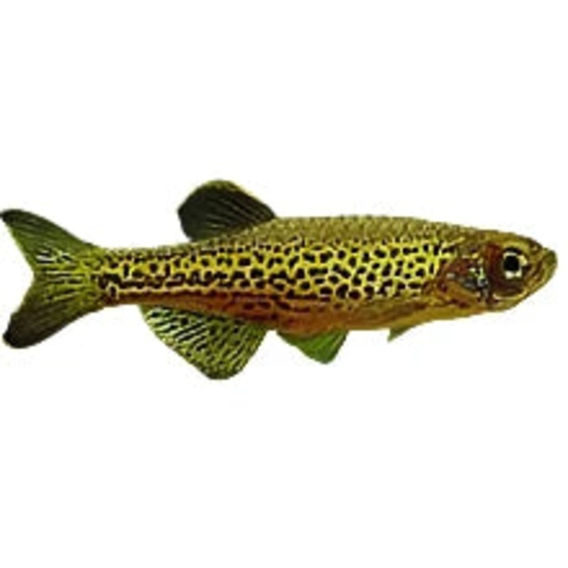 Leopard Danio