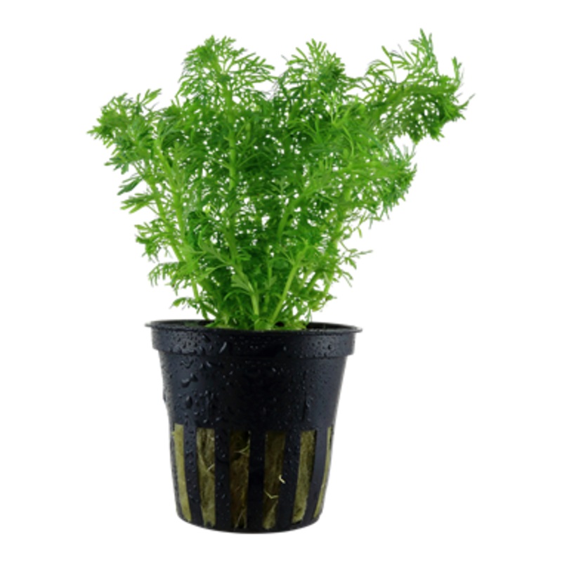 Limnophila sessiliflora
