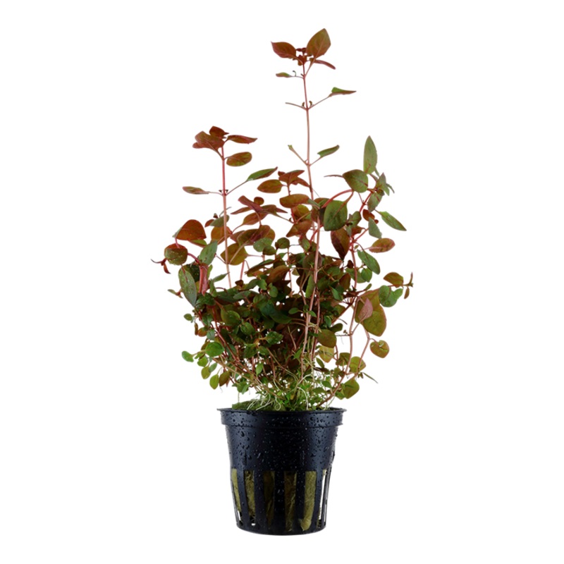 Ludwigia palustris 'Super Red'