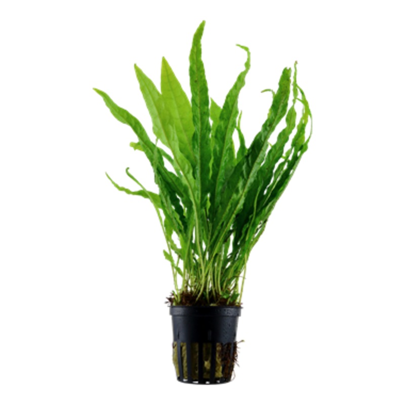 Microsorum pteropus 'Narrow'