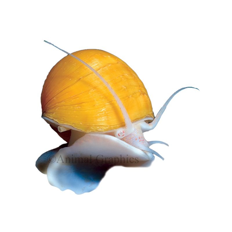 Mystery Snail