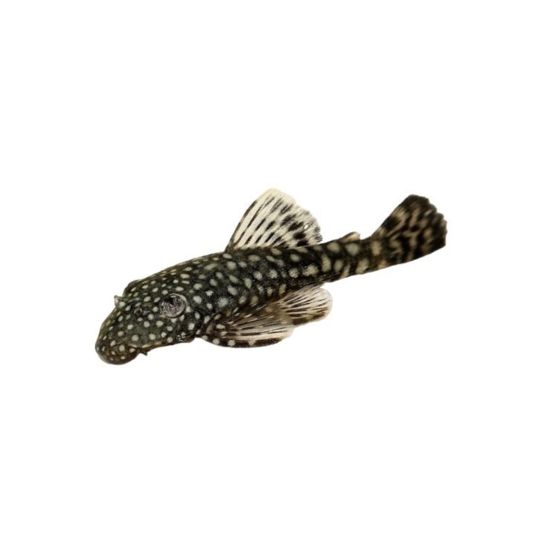 Normal Ancistrus Pleco