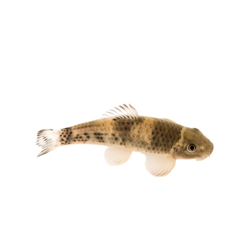 Panda Garra