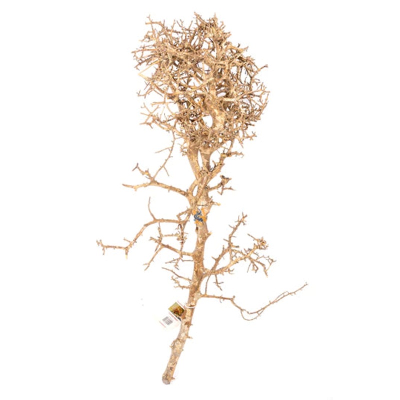 Papua Wood