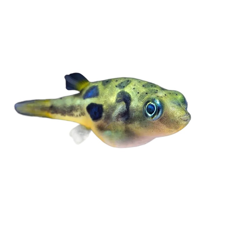 Pea Pufferfish