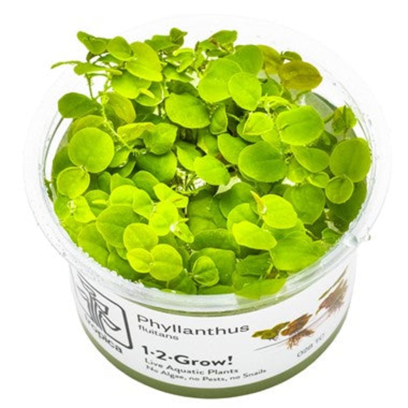 Phyllanthus fluitans (1-2-Grow!)