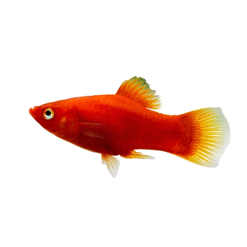 Platy