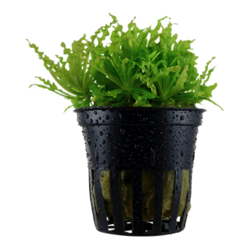Pogostemon helferi