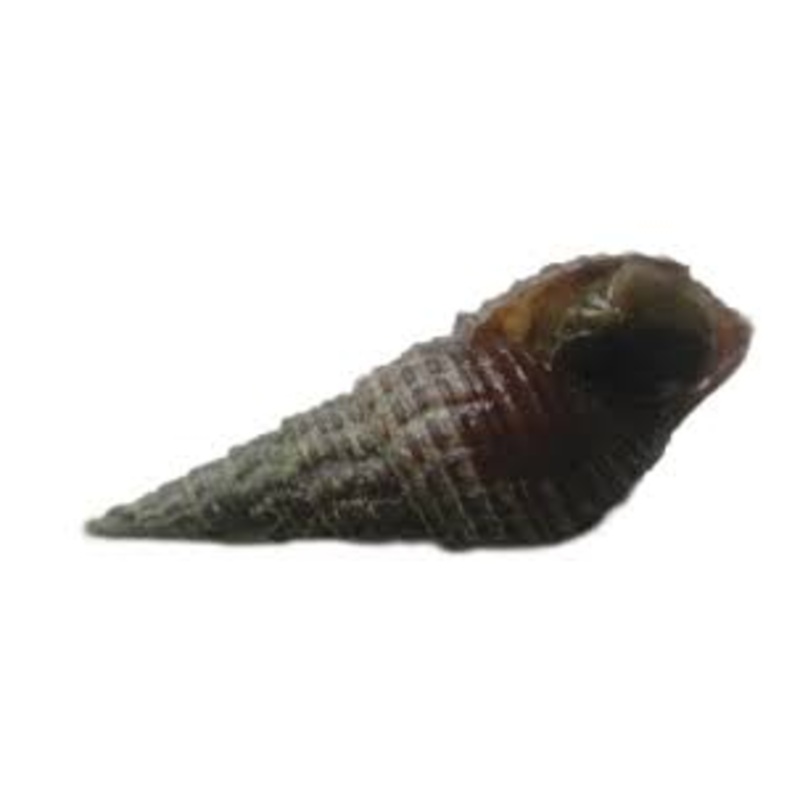 Quilted Melania Snail