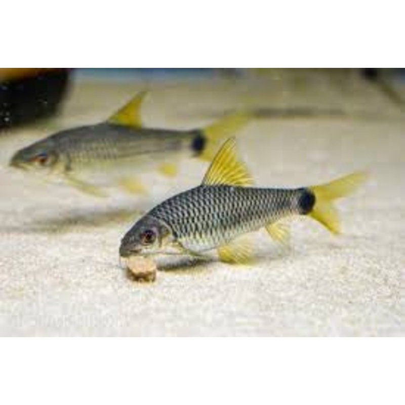 Reticulated algae eater