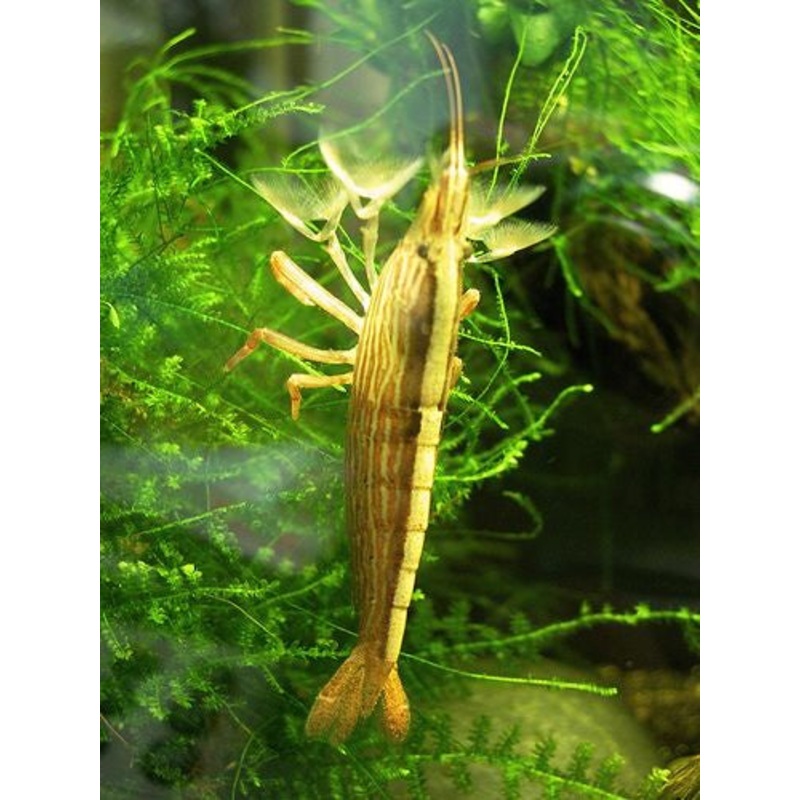 Rock Shrimp