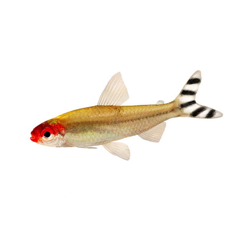 Rummynose Tetra