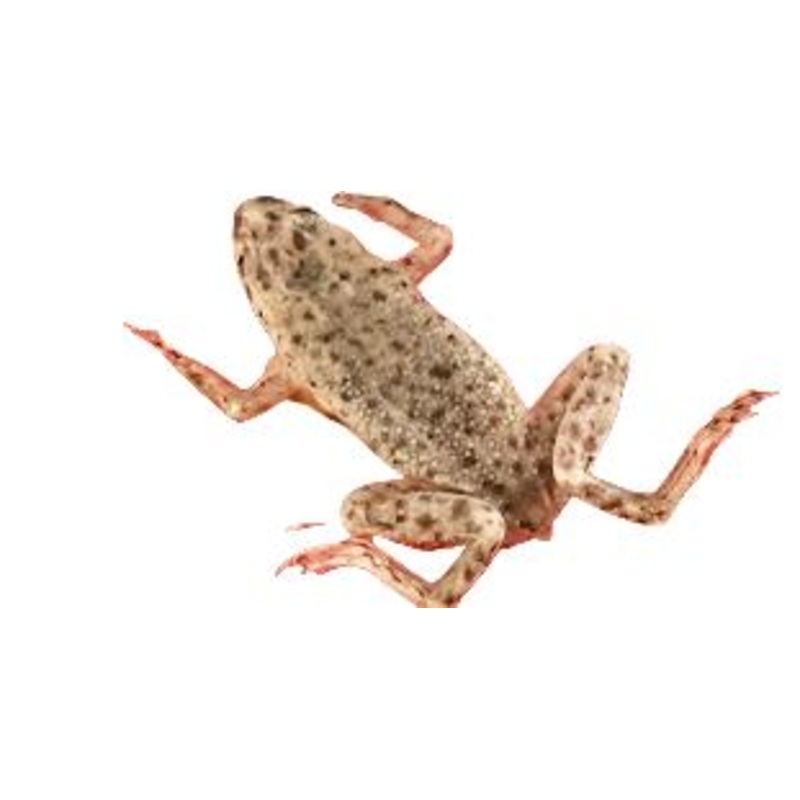 African Dwarf Frog