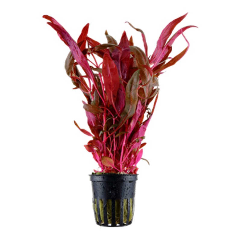 Alternanthera Reineckii pink