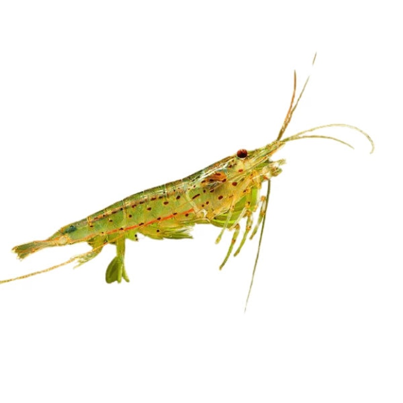 Amano Shrimp