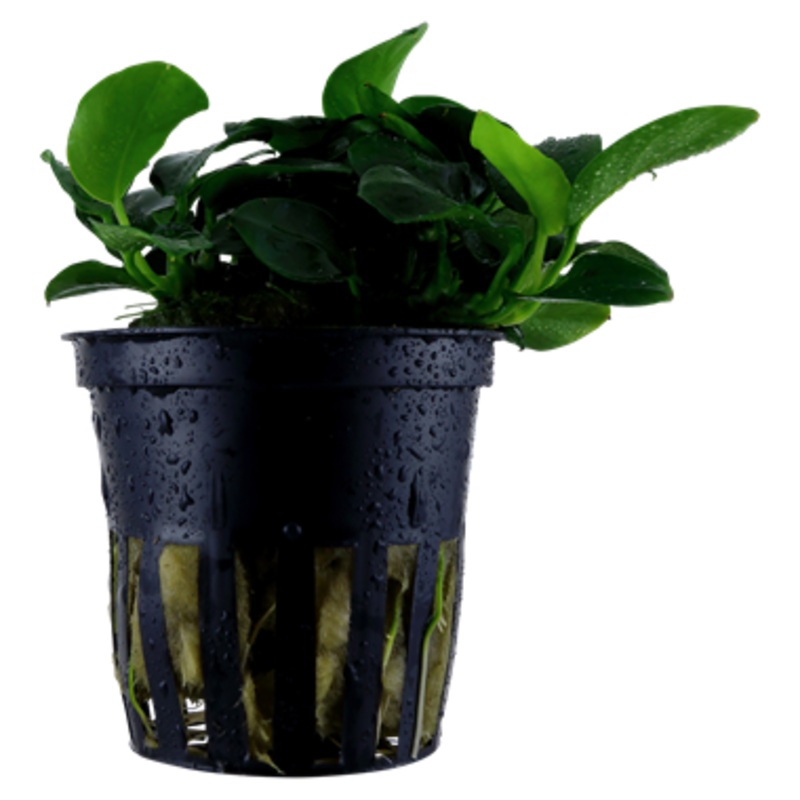 Anubias barteri nana 'Petite'