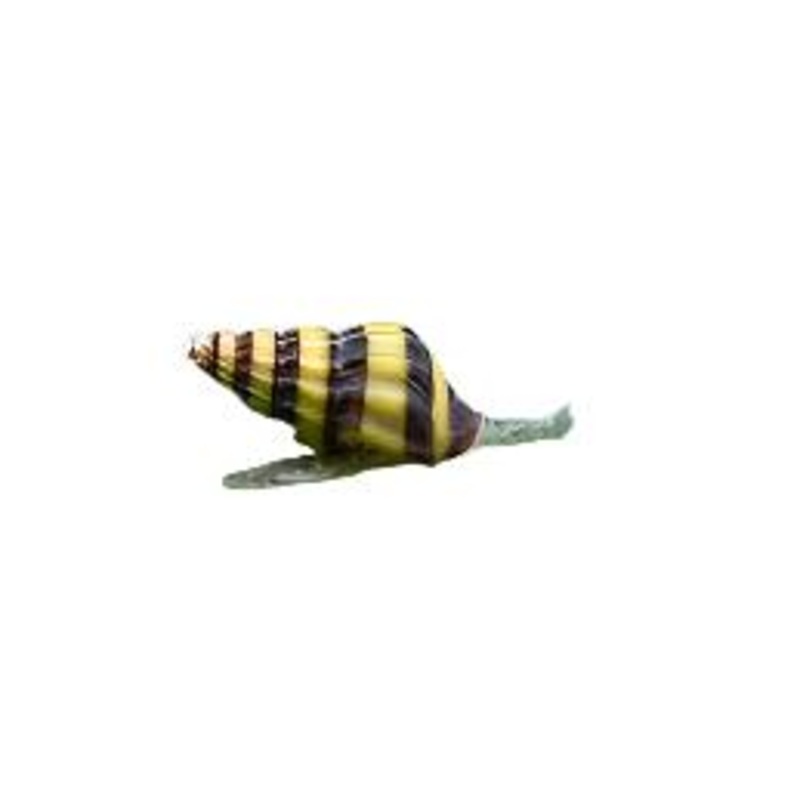 Assassin Snail