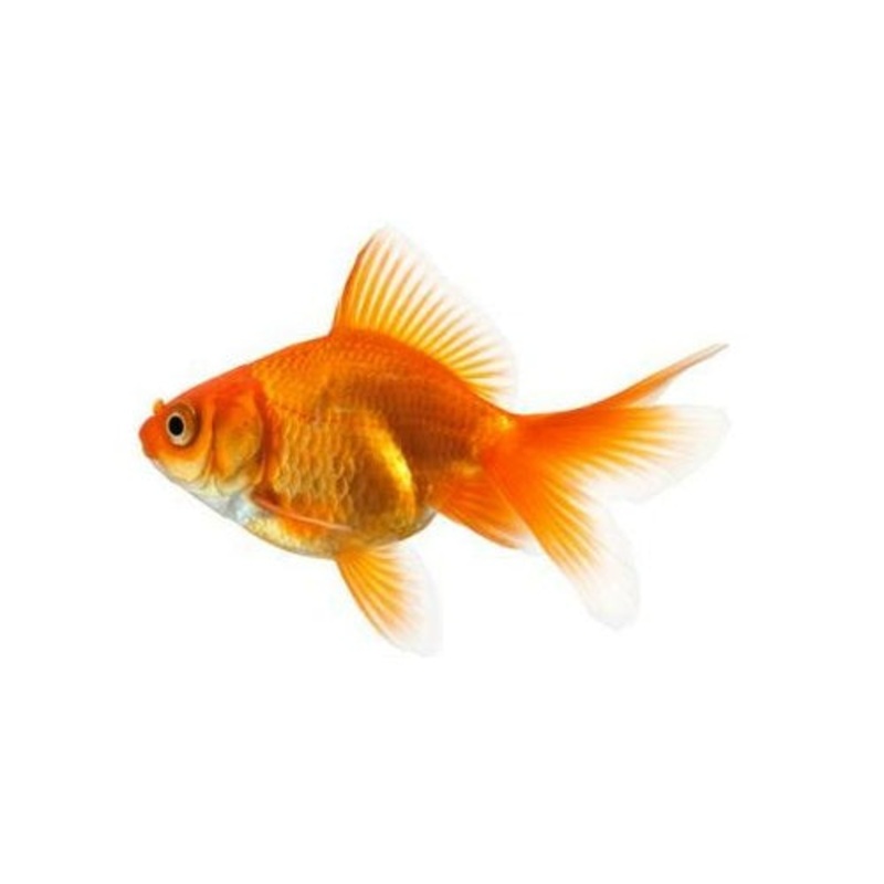 Assorted Fantail Goldfish