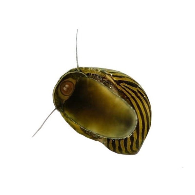 Assorted Nerite Snail