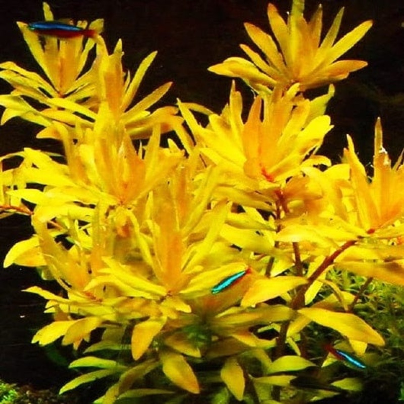 Ammania Pedicellata (Golden Leaf)