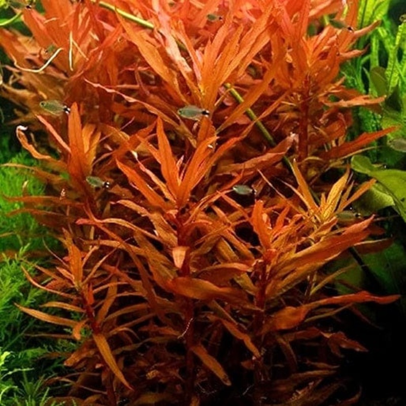 Ammania Senegalensis (Copper Leaf)
