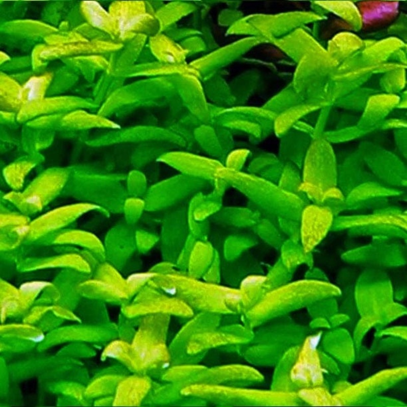 Bacopa Serpyllifolia Sp. Japan