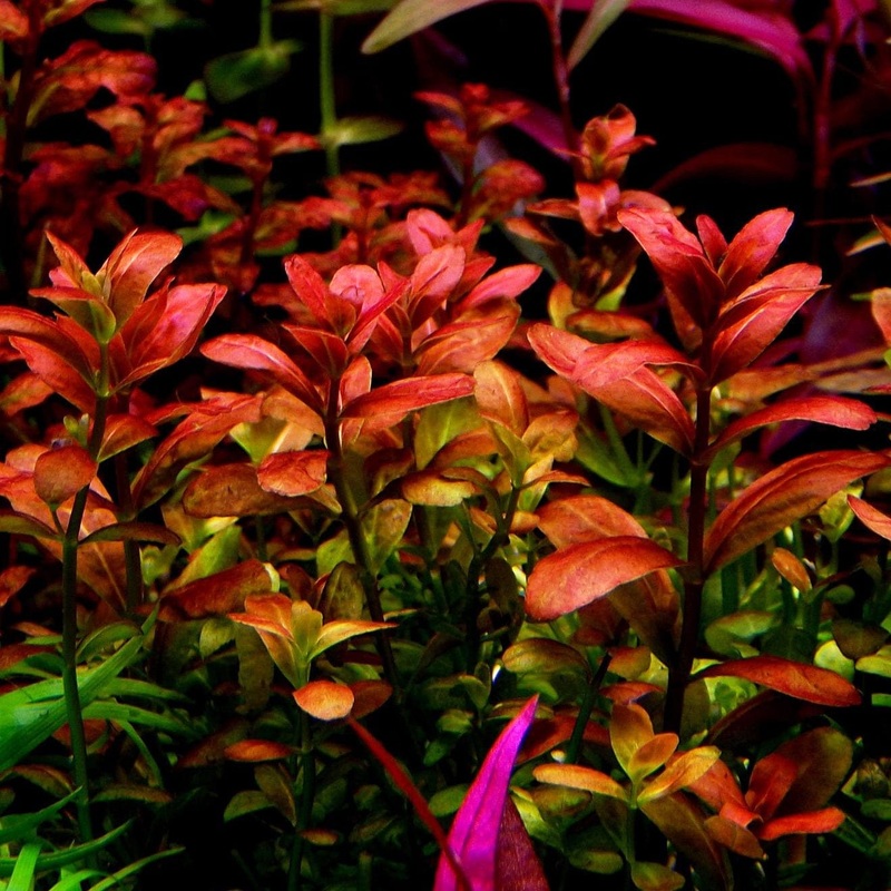 Cuphea Anagalloidea