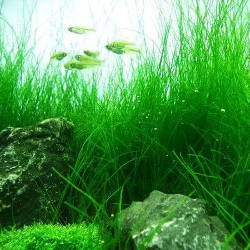 Eleocharis Acicularis (Hairgrass)