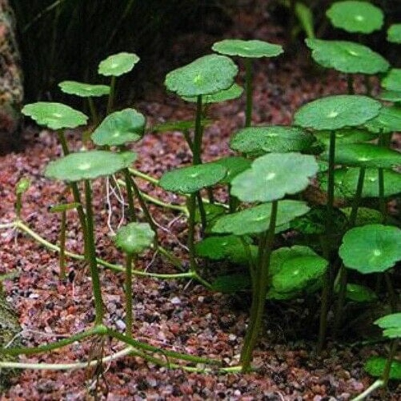 Hydrocotyle Verticillata (Carpeting Hydrocotyle)