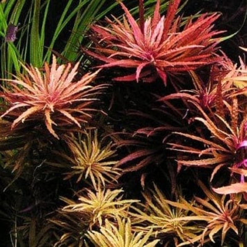 Limnophila Aromatica (Kalimantan Mini)