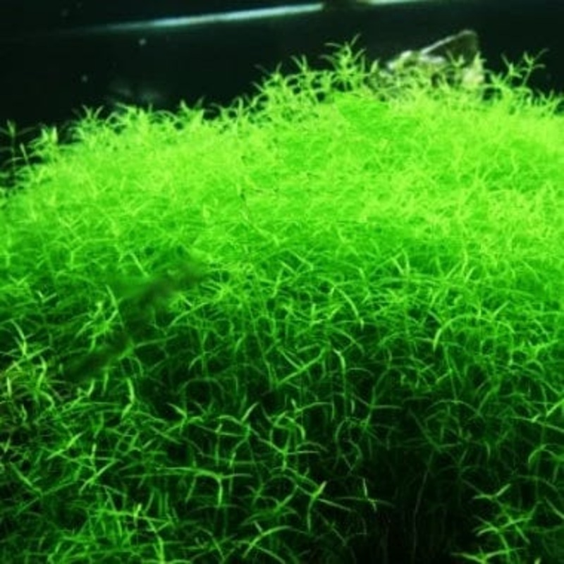 Microcarpaea Minima